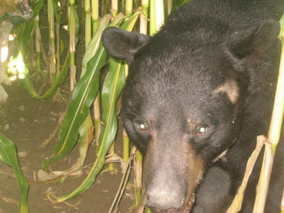 Bear in Corn Field